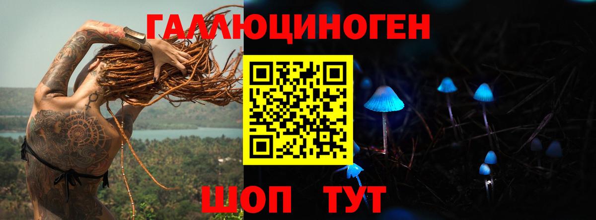 Галлюциногенные грибы Psilocybe Новоалтайск